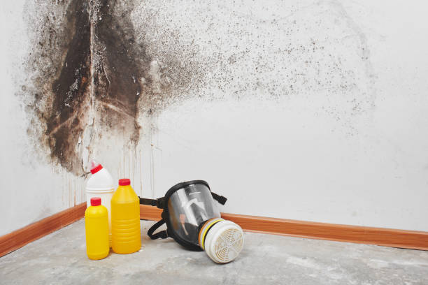 Best Mold Removal Company Near Me  in Rock Hill, MO