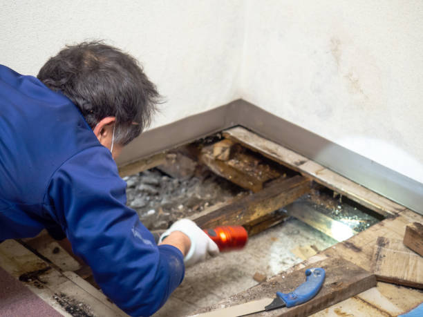 Best Toxic Mold Removal  in Rock Hill, MO