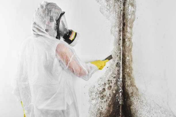 Best Local Mold Removal Service  in Rock Hill, MO