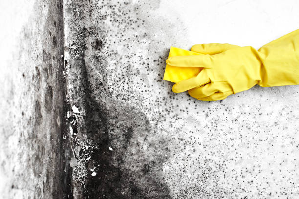 Best Black Mold Removal  in Rock Hill, MO