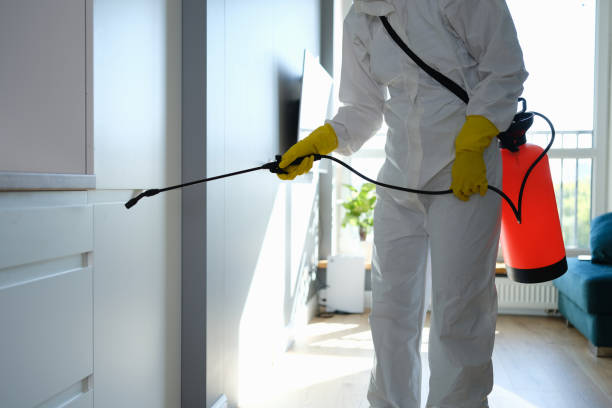 Best Mold Removal Near Me  in Rock Hill, MO