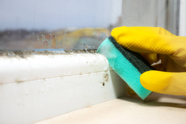 Best Toxic Mold Removal  in Rock Hill, MO