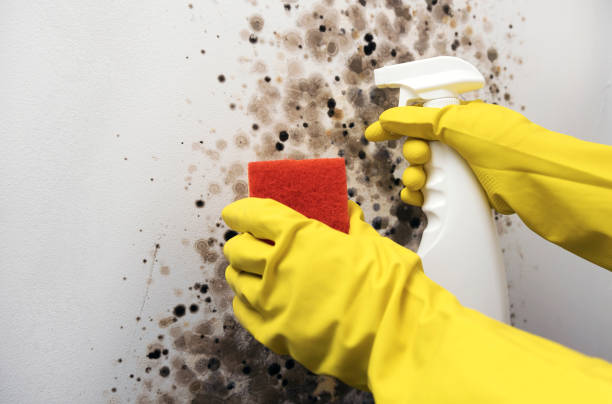 Best Home Mold Removal  in Rock Hill, MO