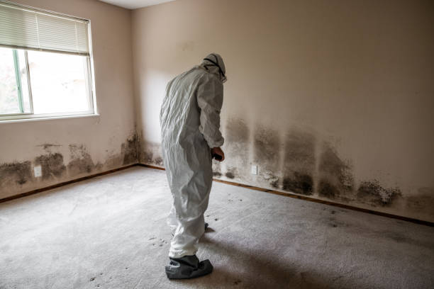 Reliable Rock Hill, MO Mold Removal Solutions