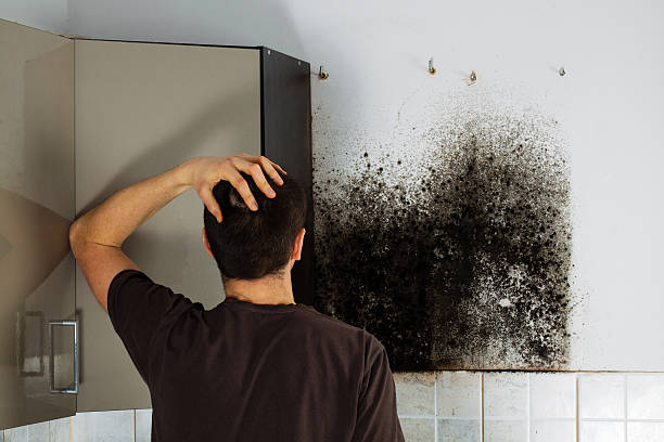 Best Commercial Mold Removal  in Rock Hill, MO