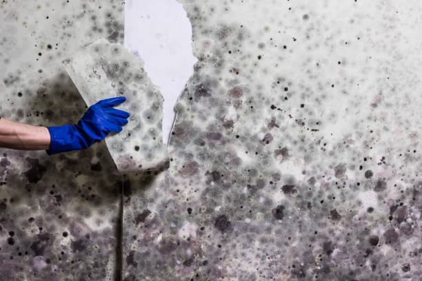 Best Emergency Mold Removal  in Rock Hill, MO