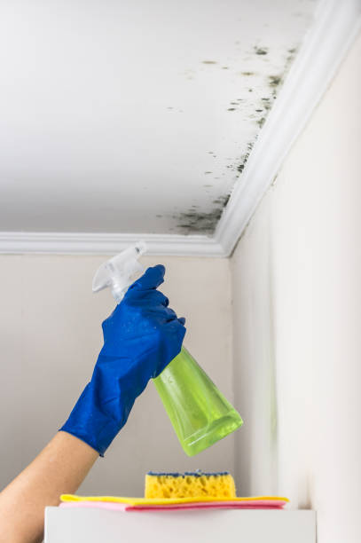 Best Professional Mold Removal  in Rock Hill, MO
