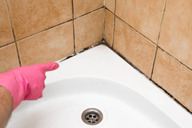 Best Same-Day Mold Removal  in Rock Hill, MO